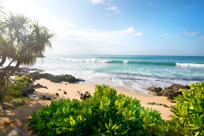 Beach with Palm Trees and Ocean Waves