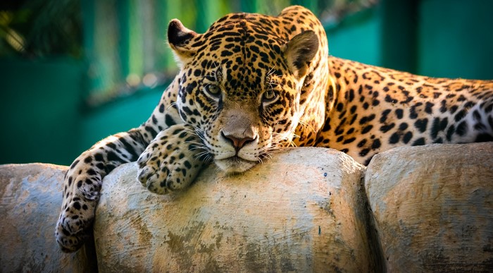 Jaguar resting on rocks