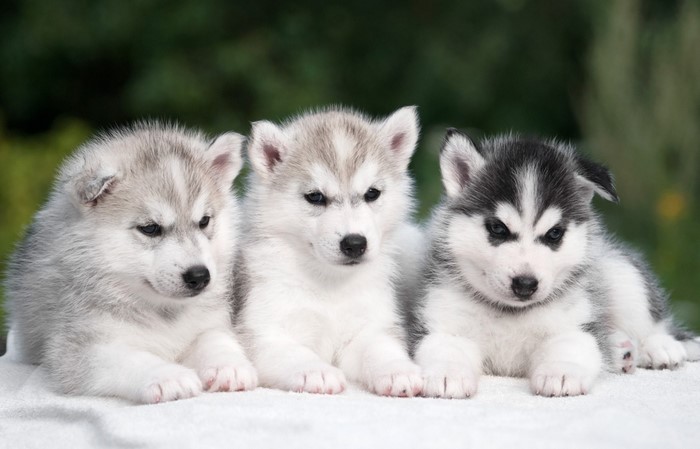 Three Husky Puppies Lying Down
