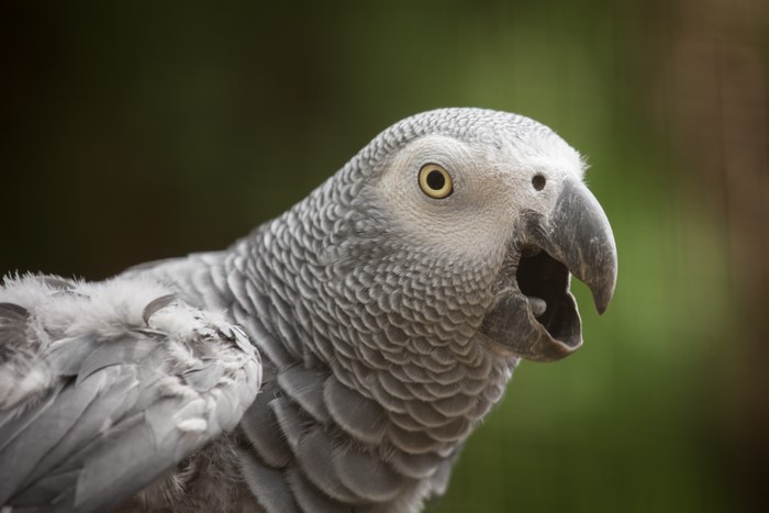 African grey parrot with open beak