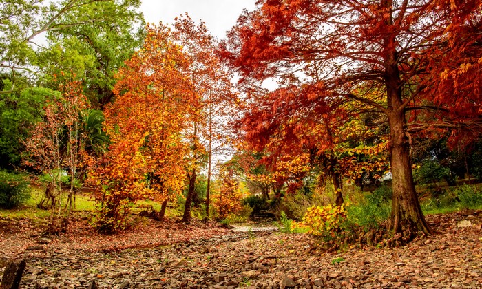 4K Autumn Trees and Colorful Foliage