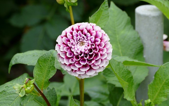 4K Dahlia flower closeup