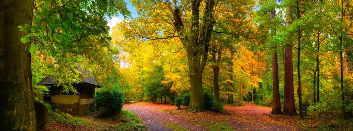 Autumn forest with a small cabin and path