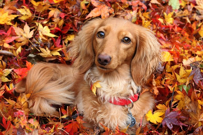 4K Dachshund Dog in Autumn Foliage