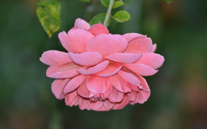 Pink rose with dew drops