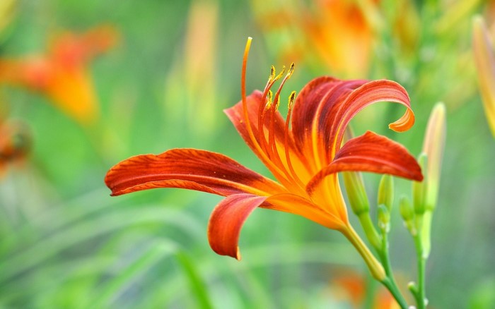 Close-up of an orange lily flower