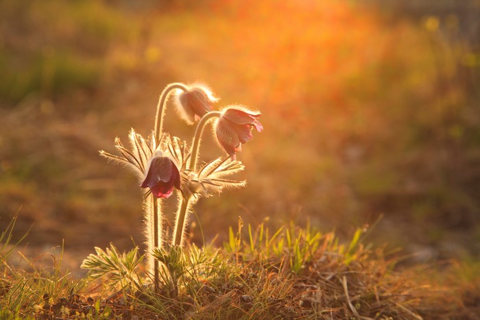 Pasque Flowers in Golden Hour Light