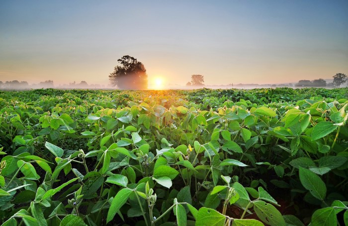 Soybean field at sunrise with fog