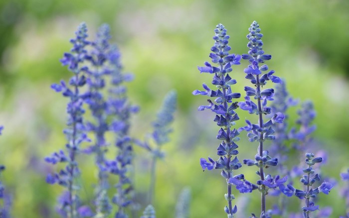 Purple Salvia flowers in a garden