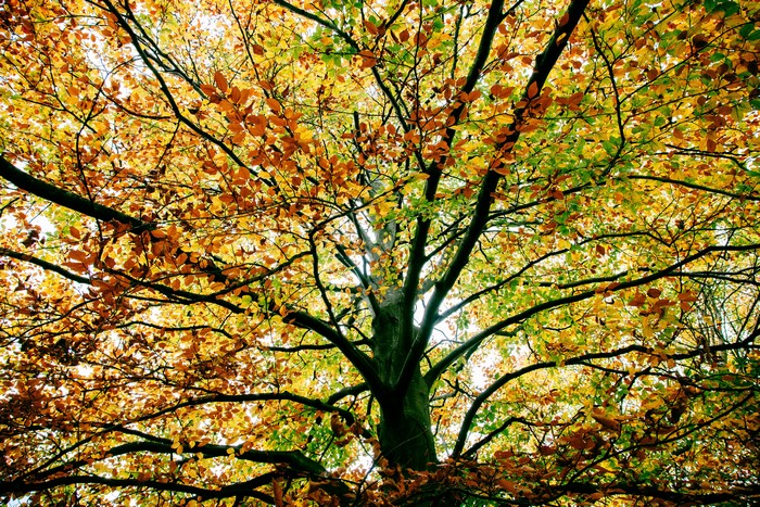 Autumn Tree Foliage and Branches