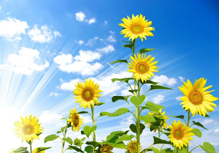 Sunflowers under a bright blue sky with sun rays