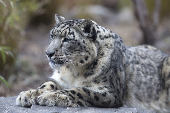 Snow leopard lying on rocks
