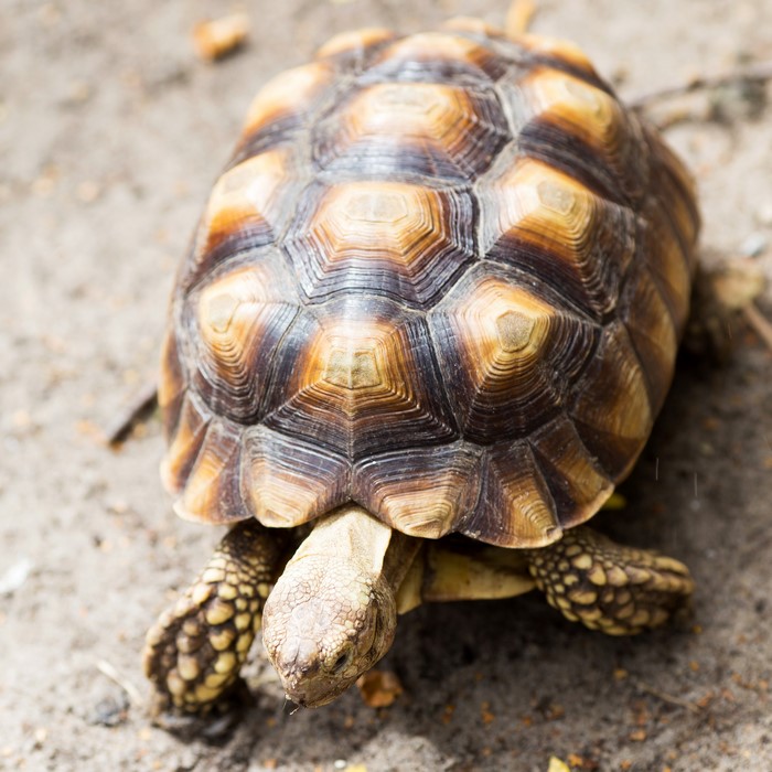 Closeup of a Small Turtle on Earthy Ground