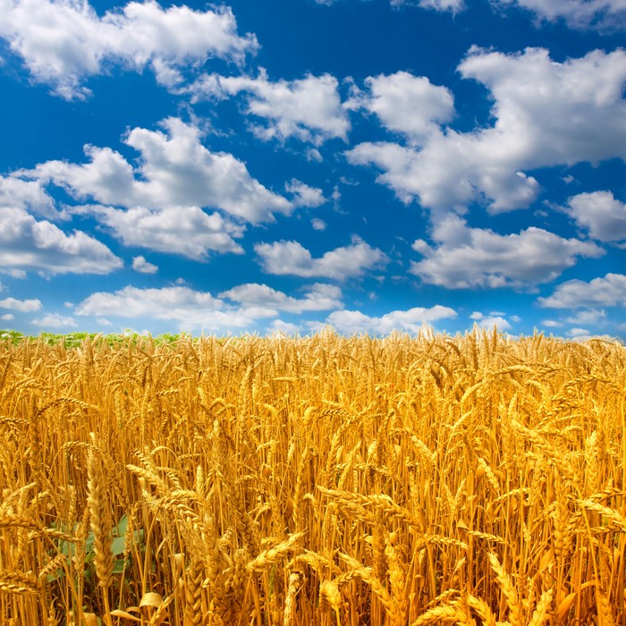 Wheat field under a blue sky with clouds