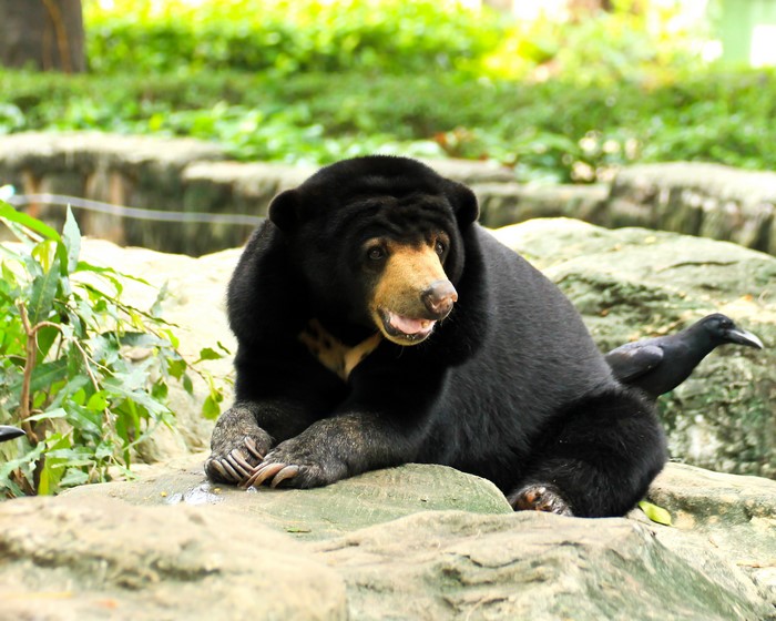Malayan sun bear resting on rocks with a bird
