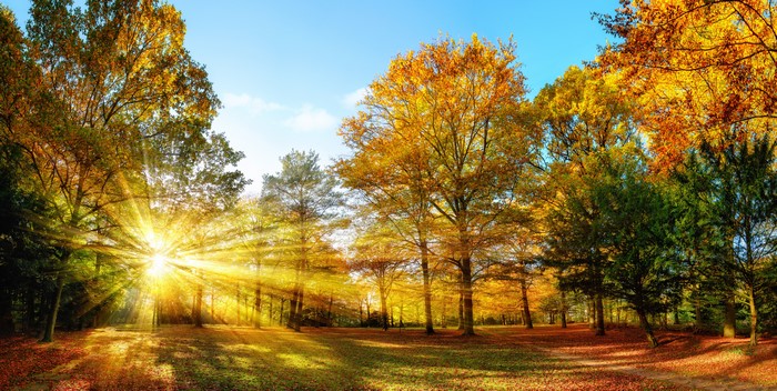 Autumn forest with sun rays