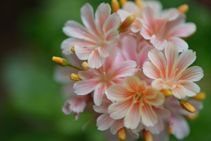Close-up of pink and white Lewisia flowers with yellow buds