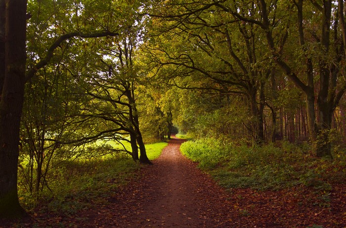 Autumn forest path in Huizen, Netherlands