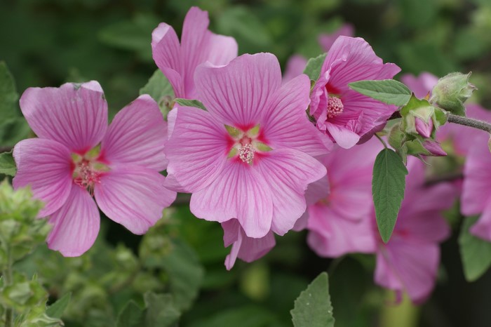 Pink Malva flowers with green leaves