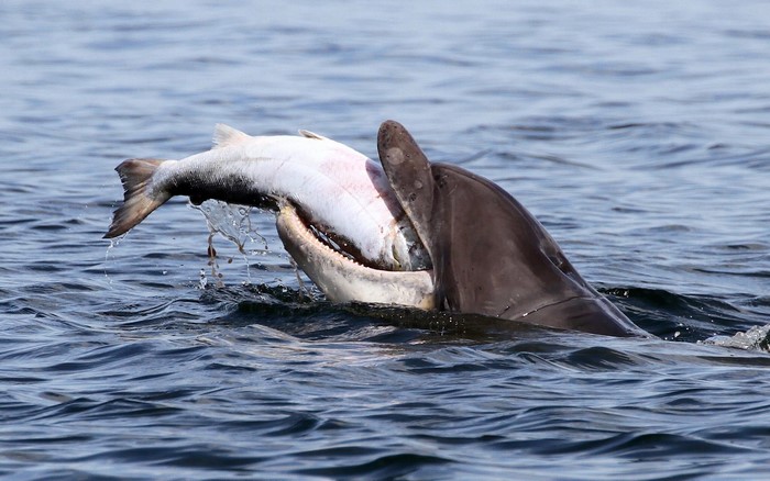 Dolphin eating a large fish in the water