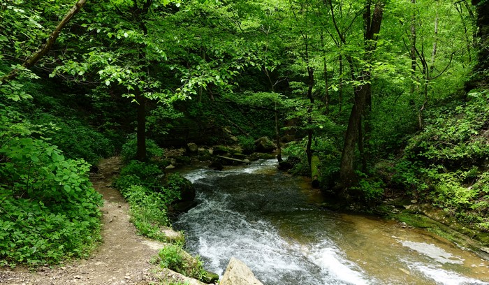 River flowing through a forest at Spring Mill State Park