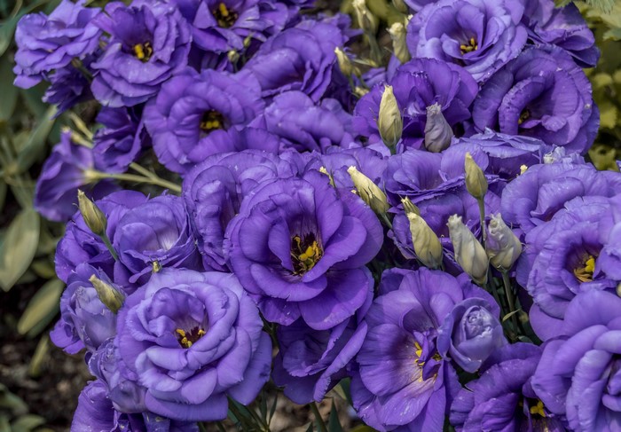 Purple Eustoma flowers