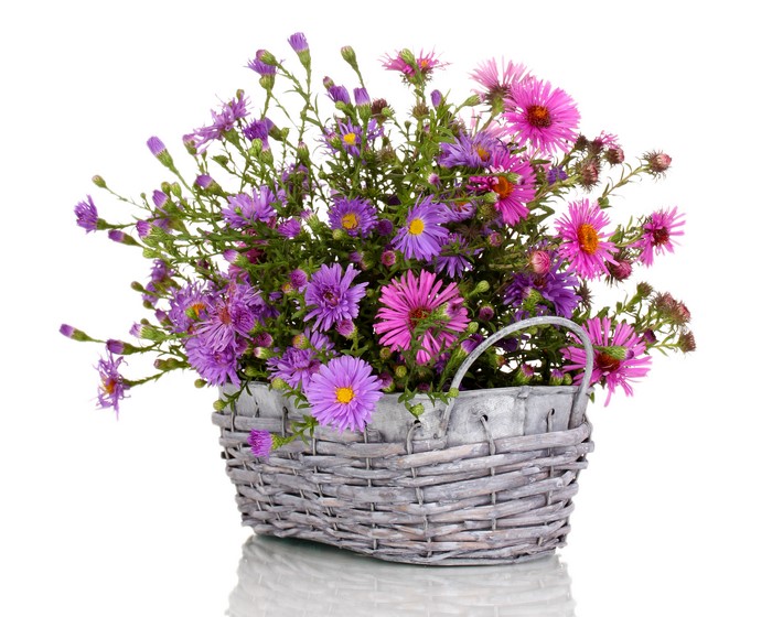 Asters in a wicker basket