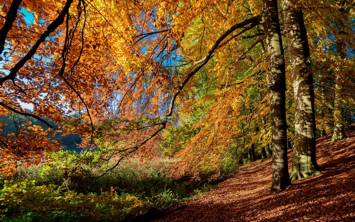 Autumn forest with colorful foliage and trees