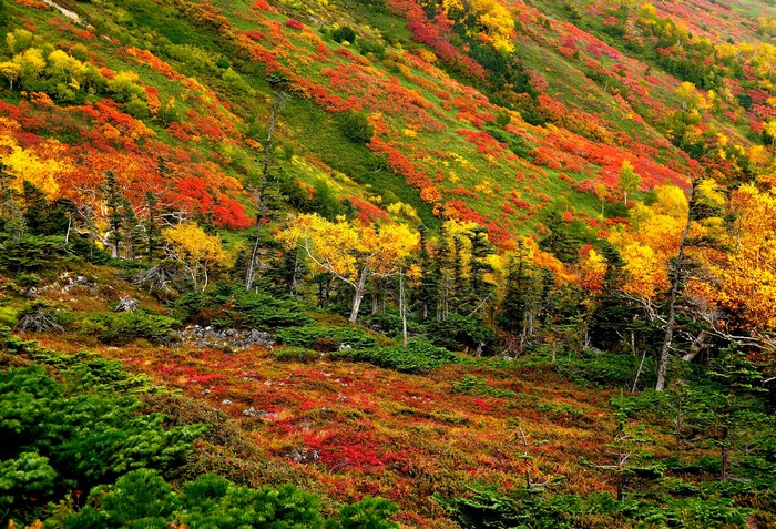 Mountain slope covered in autumn foliage