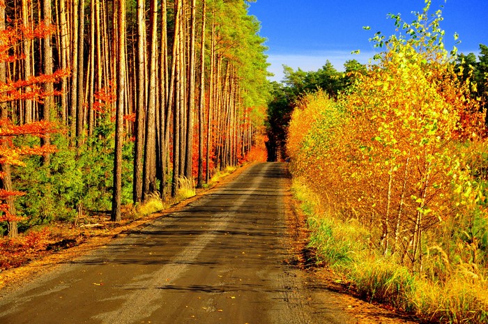 Road through an autumn forest