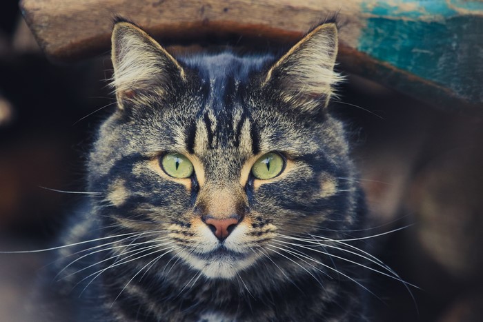 Close-up of a tabby cat's face