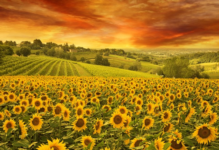 Field of Sunflowers with Vineyard and Sunset Sky