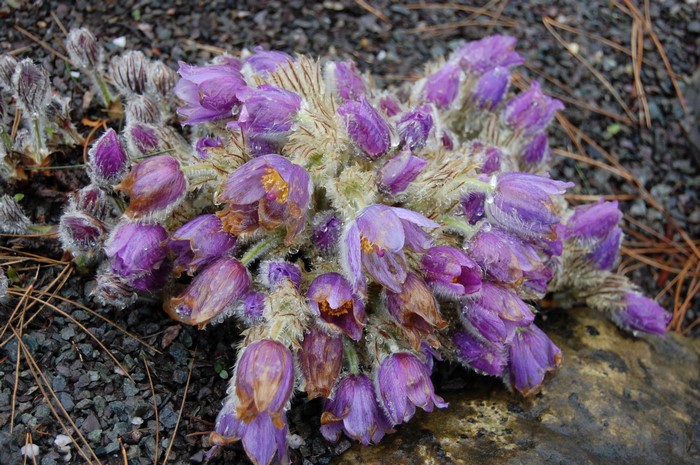 Purple Pulsatilla flowers with water droplets