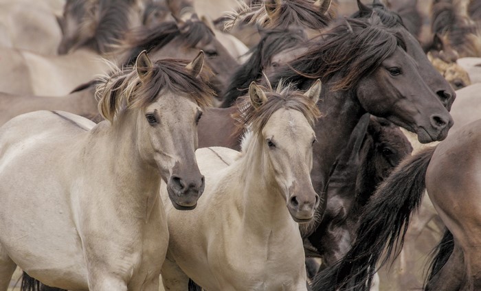 Herd of wild horses in a field