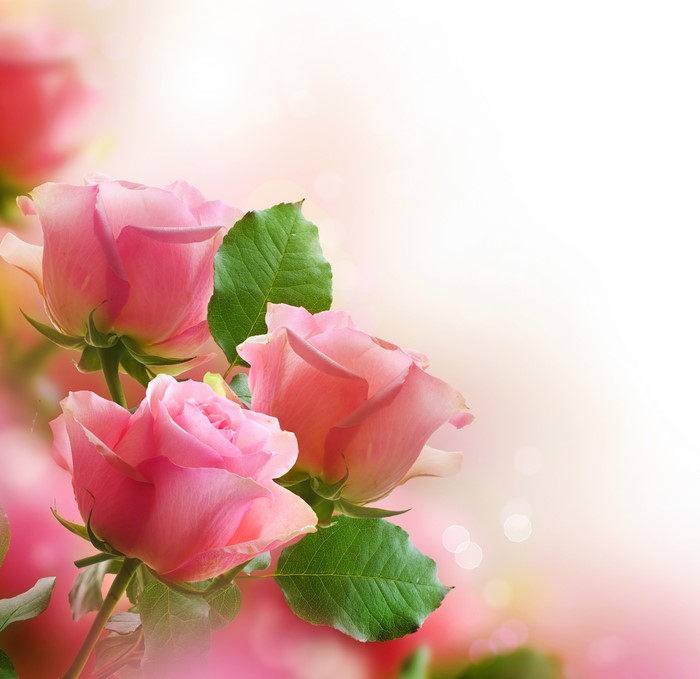 Pink Roses Closeup 4K