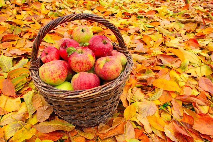 Basket of apples on autumn leaves