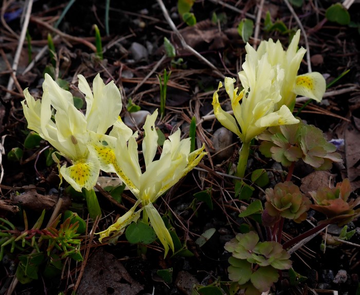 Yellow Irises Blooming in Soil