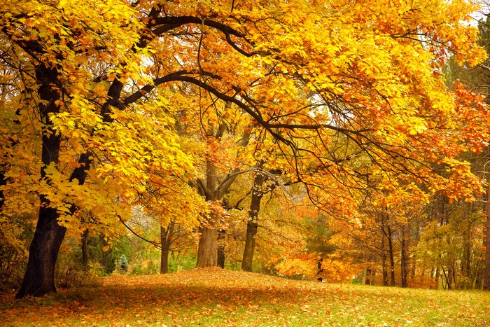 Autumn park with golden trees and fallen leaves