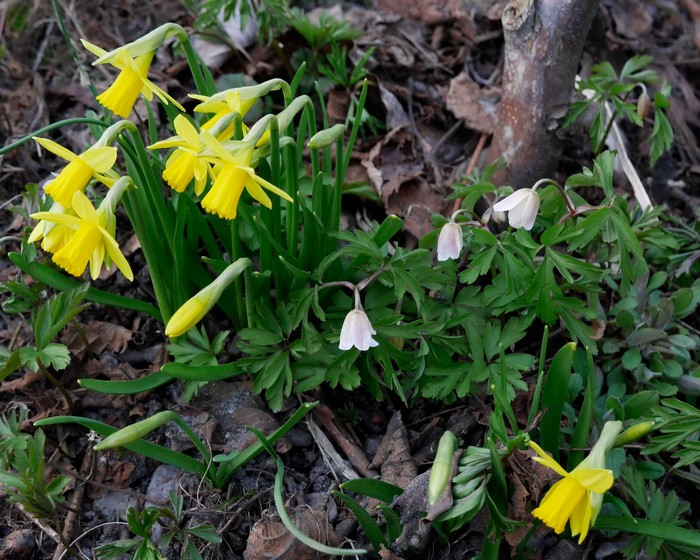 Yellow Daffodils and White Anemones Blooming in Spring