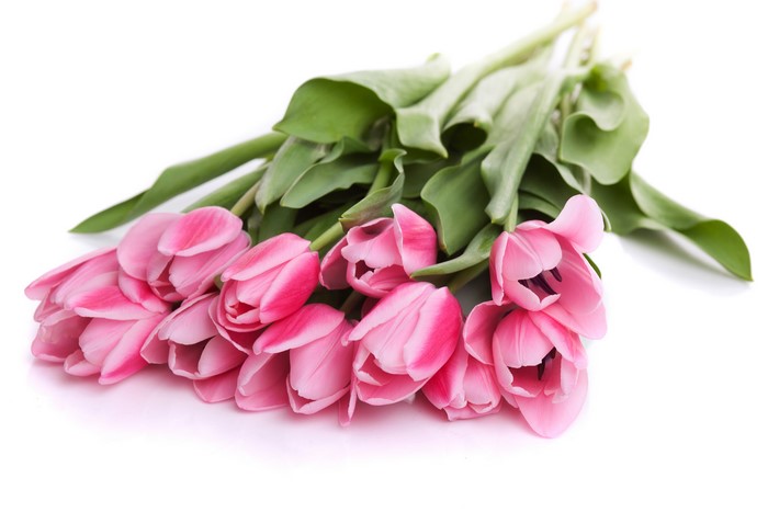 Pink Tulips on White Background