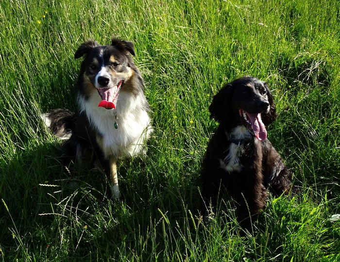 Two dogs sitting in tall green grass