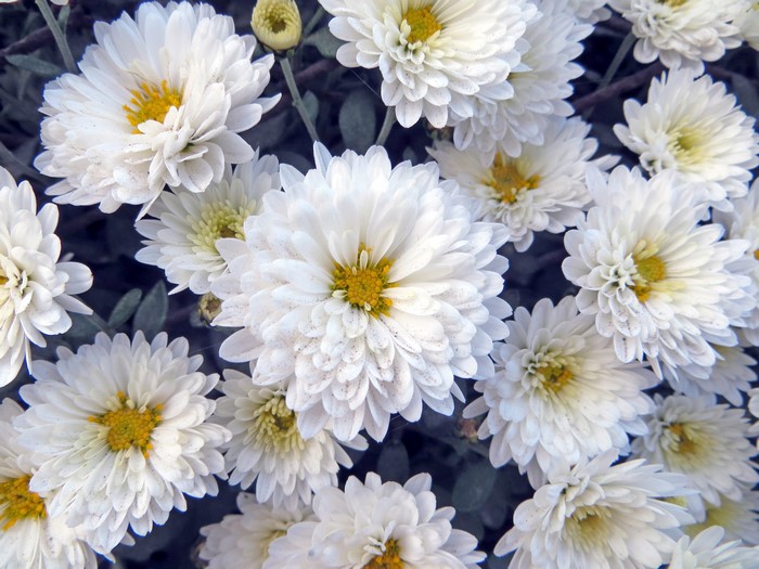 4K White Chrysanthemums Closeup