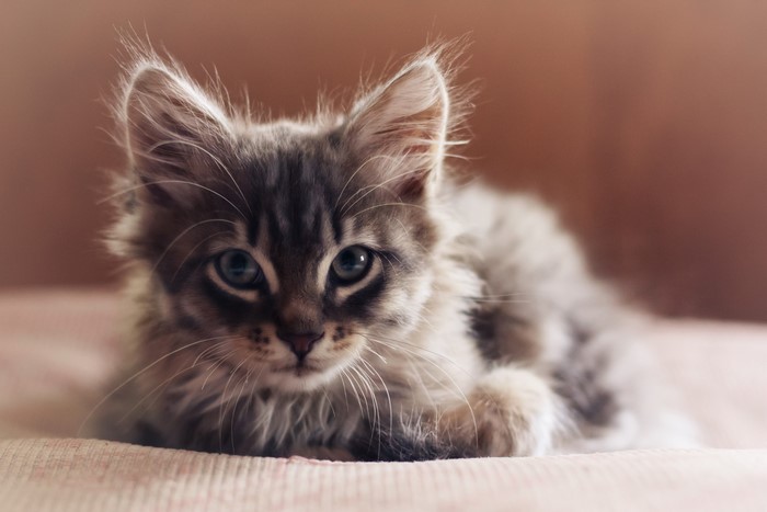 Fluffy kitten with blue eyes looking forward