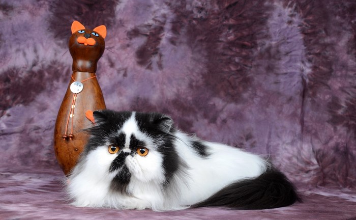 Black and white Persian cat with a decorative cat statue