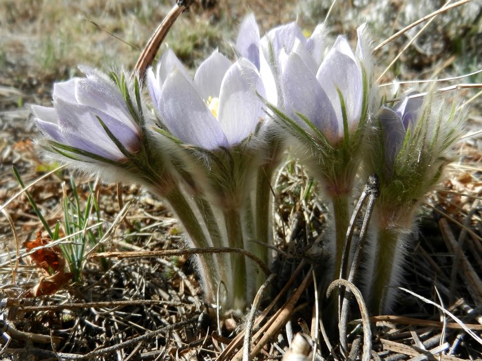 Purple Pasqueflower blossoms in dry grass