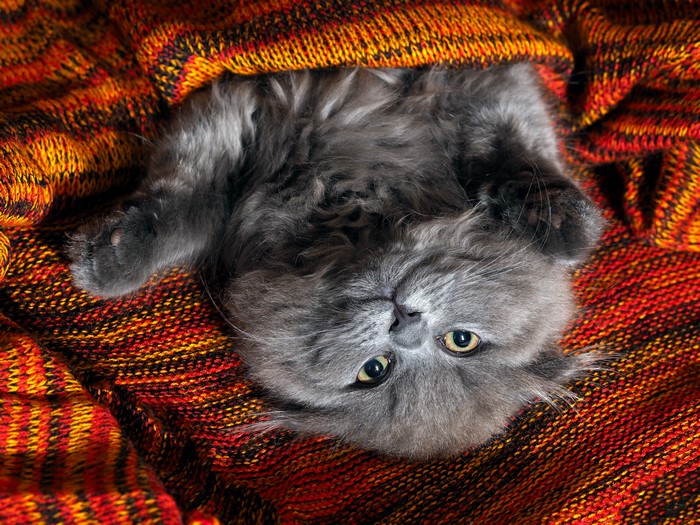 Gray kitten peeking from a blanket