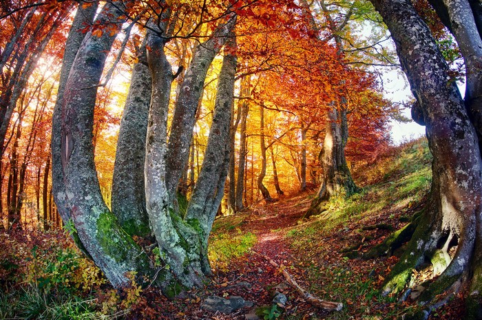 Autumn forest with colorful trees and a path