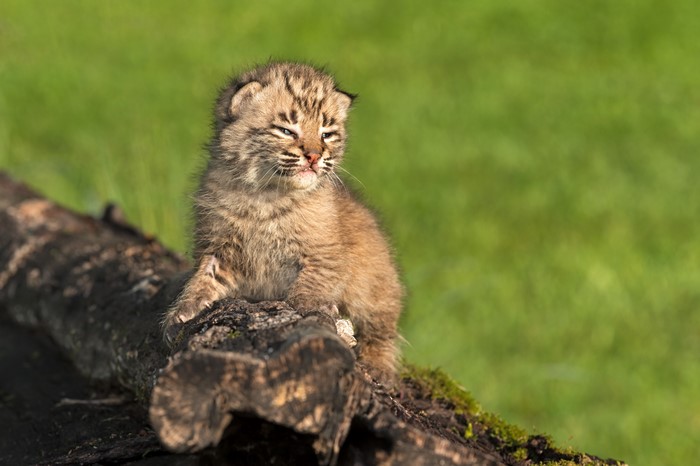 4K Lynx Cubs on a Log