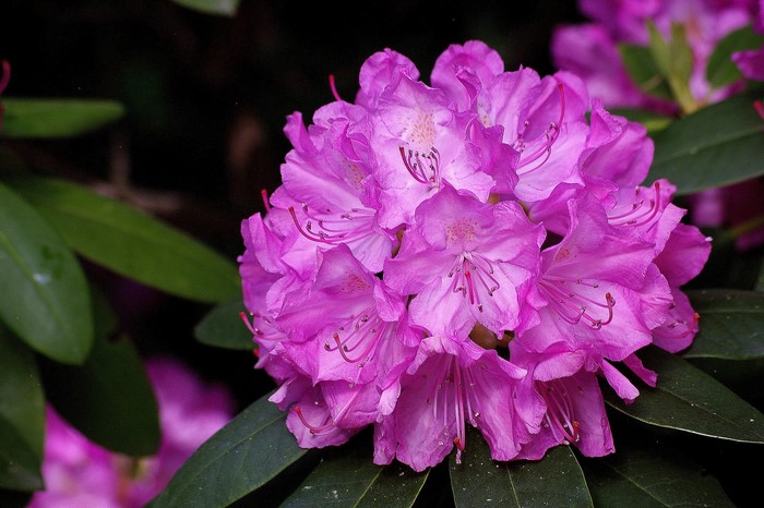 Pink Rhododendron Flower Closeup