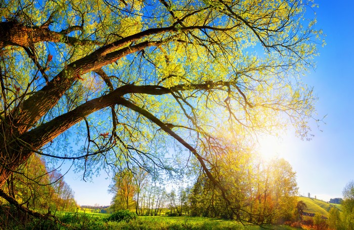 Tree branches against a bright blue sky with sun